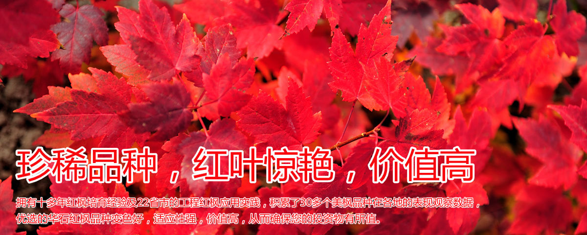 變色驚艷、品種稀缺、價(jià)值高