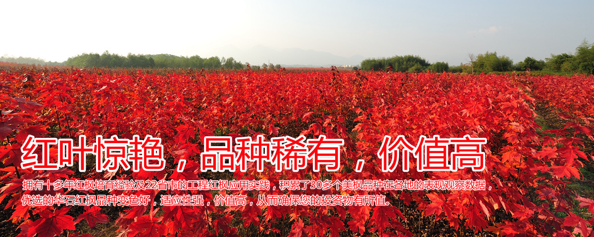 變色驚艷、品種稀缺、價(jià)值高