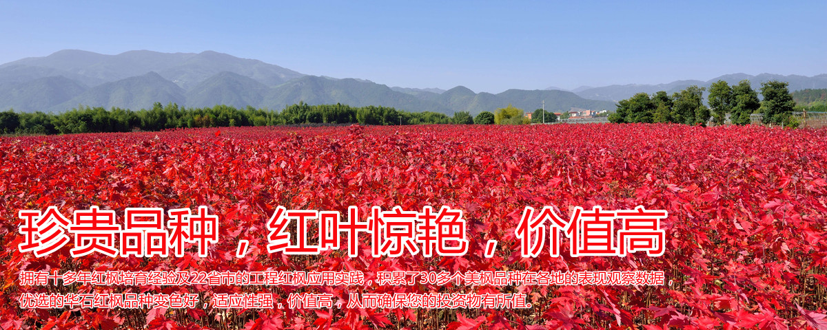 變色驚艷、品種稀缺、價(jià)值高
