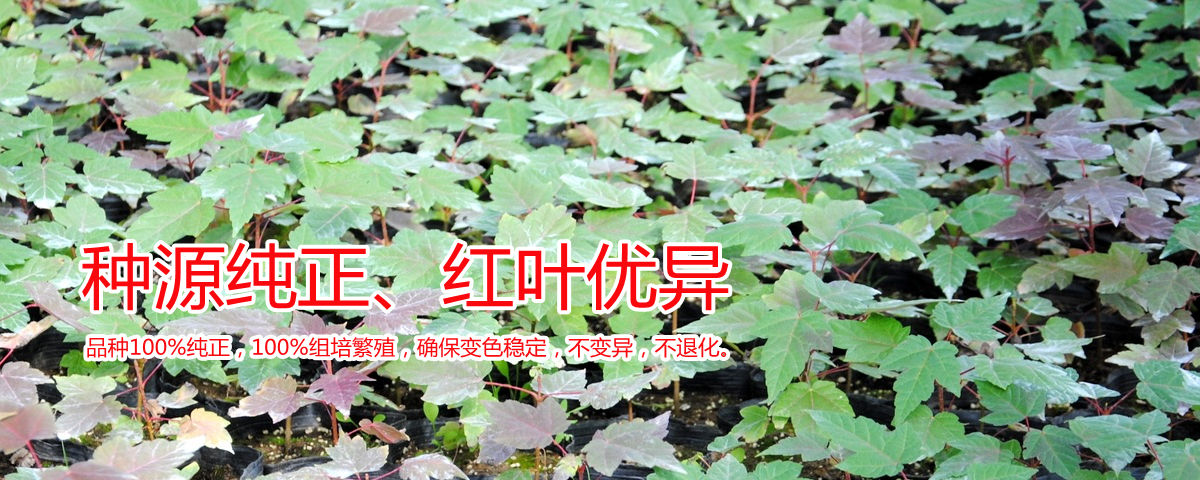 種源純正、表現(xiàn)優(yōu)異